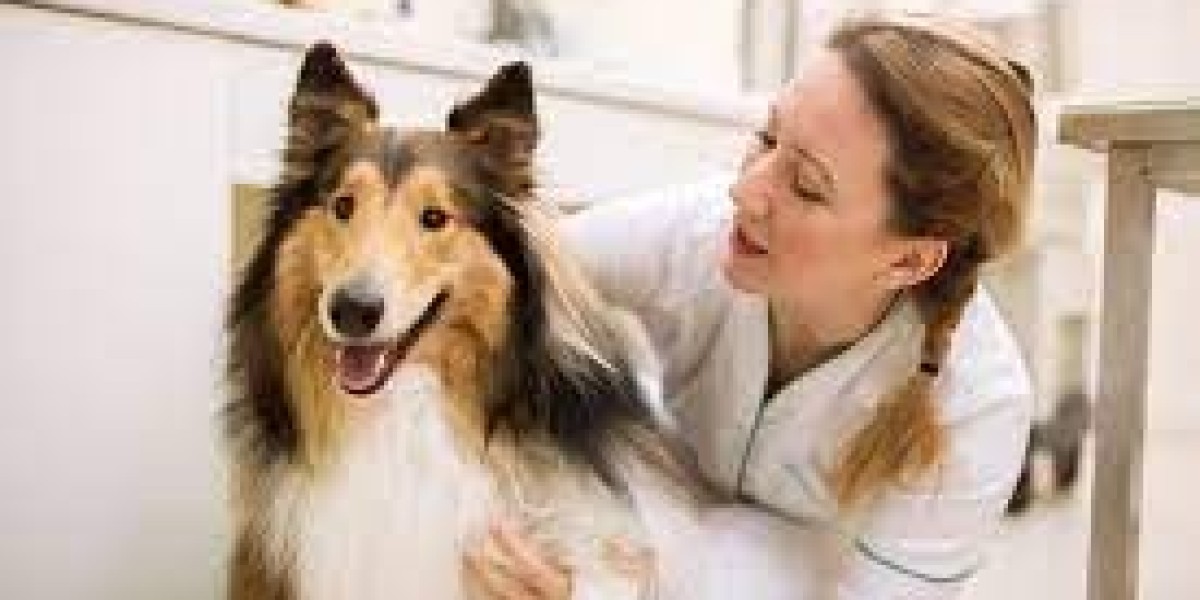 How Do I Know If My Pet Needs a Veterinarian in Winnipeg?