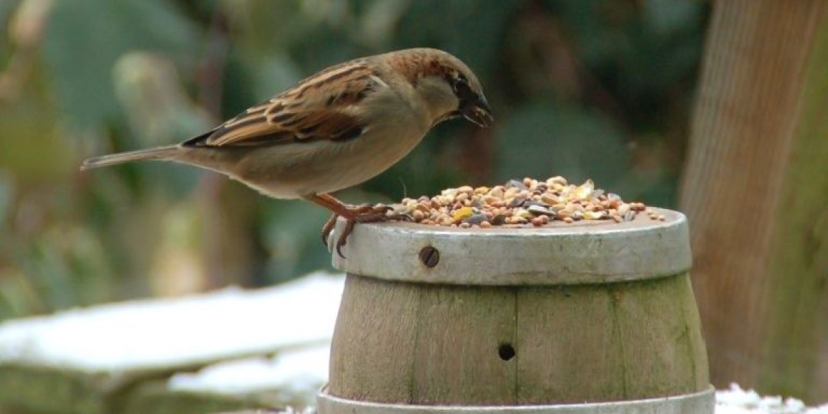 What Do Sparrows Eat? A Comprehensive Guide