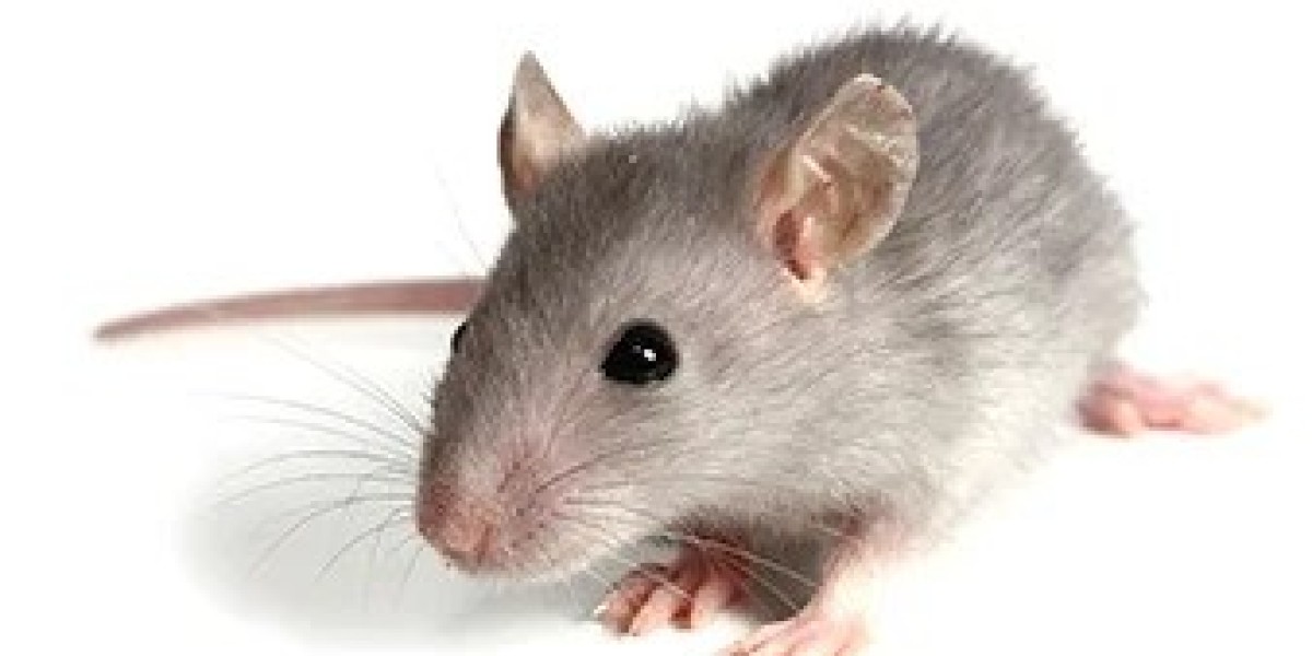 Rodent Pest Control Services: Why You Need urbanjunggle.com