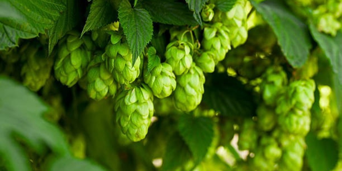 How to Preserve Hop Garlands for Long-Lasting Use