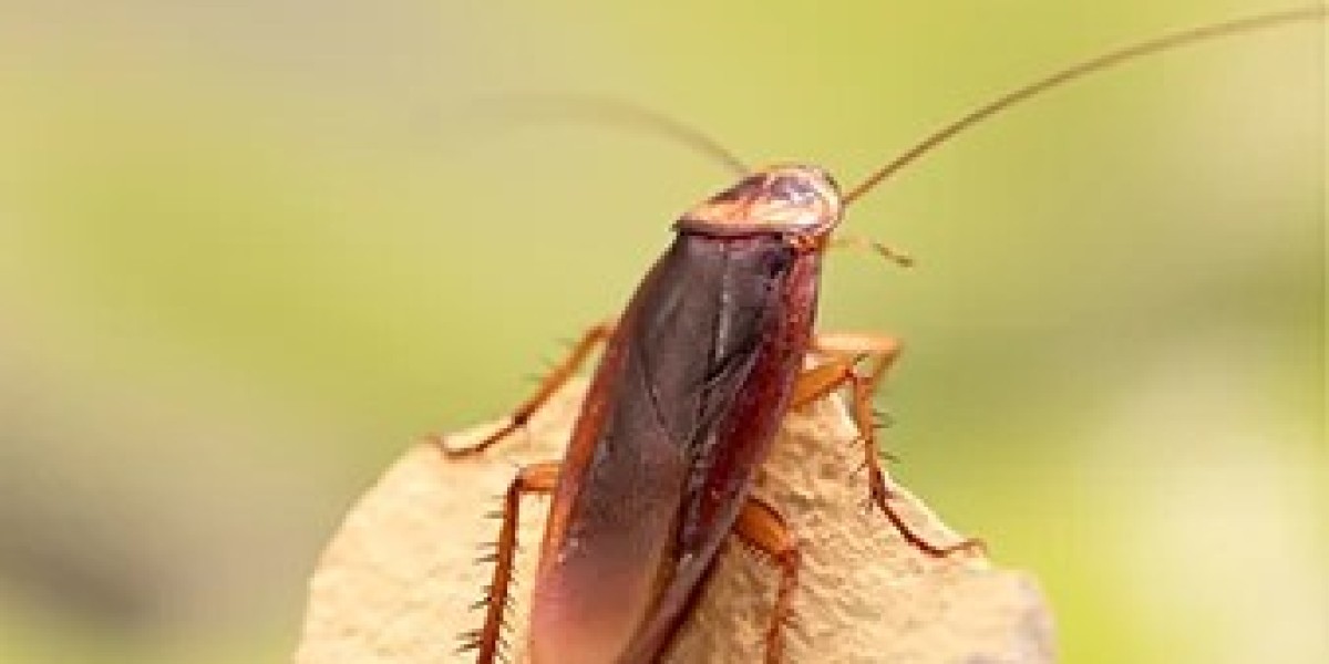 Cockroach Pest Control Services: A Comprehensive Guide