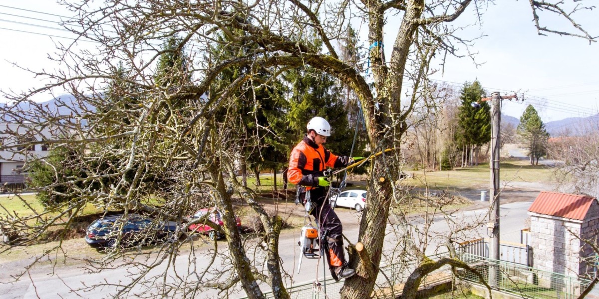 The Importance of Professional Tree Felling in North London