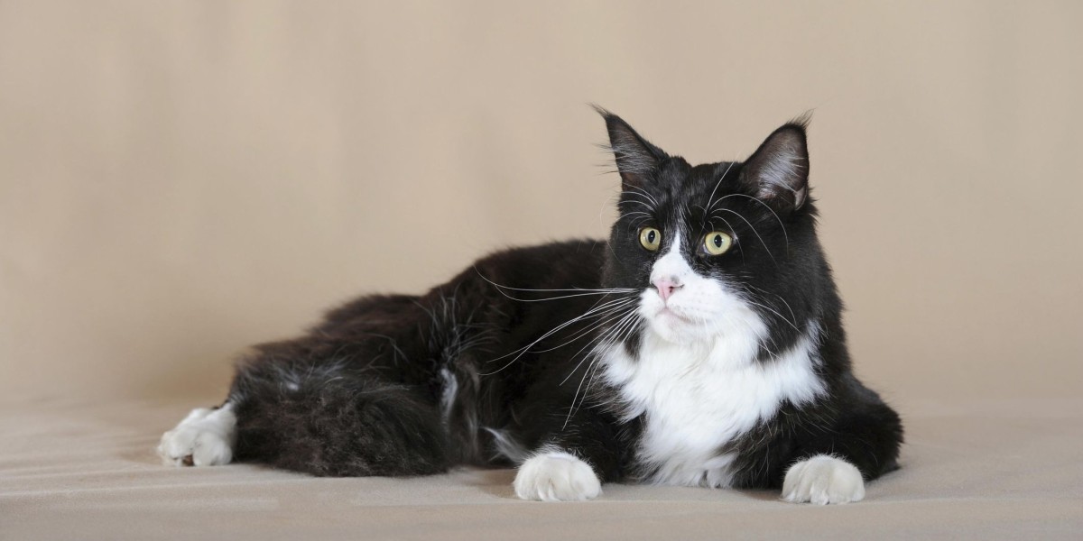 04 Black And White Cat Breeds: Exploring Bicolor Patterns In Cats