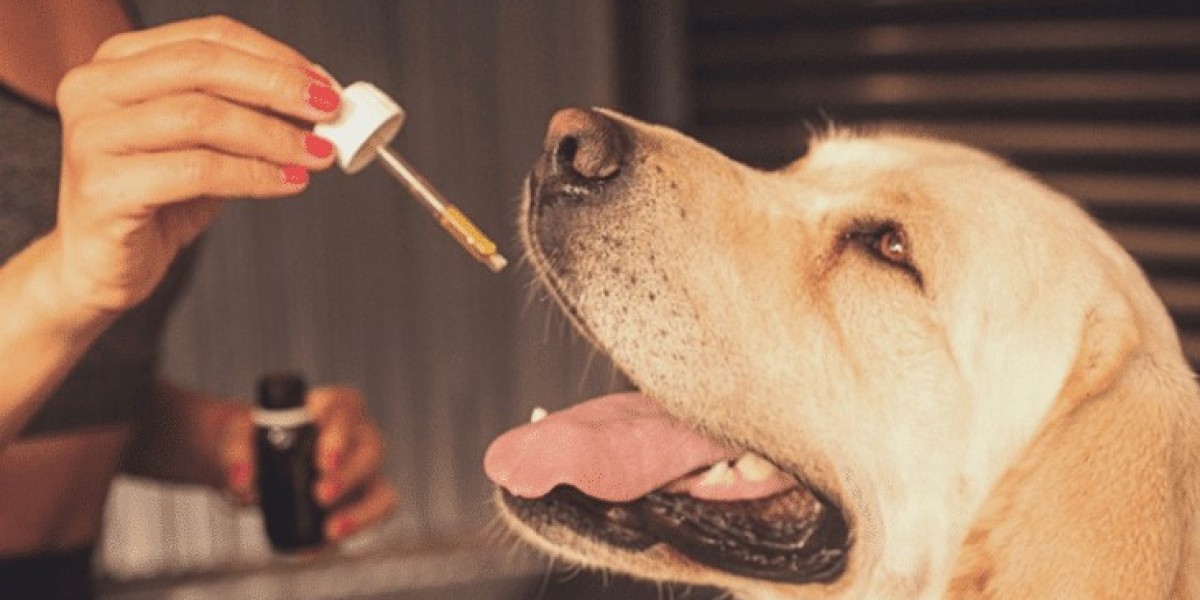 My Dog's Best Friend? Exploring CBD Oil for Dogs